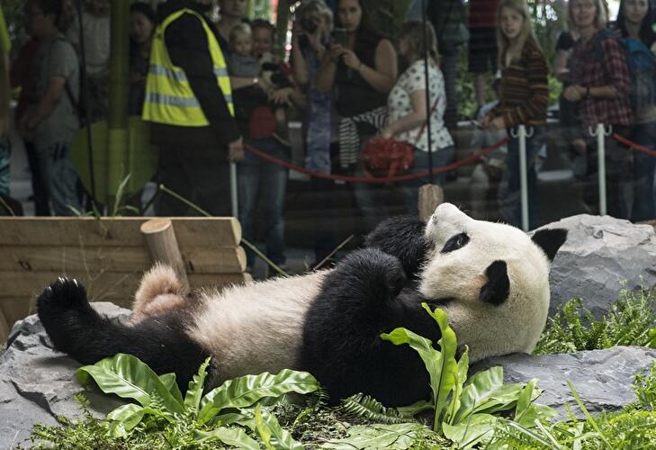 Großes Interesse an den Pandas