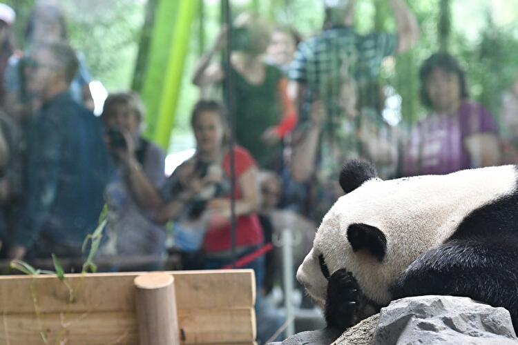 Großes Interesse an den Pandas