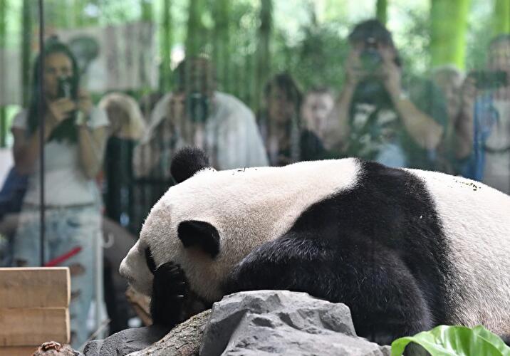 Großes Interesse an den Pandas