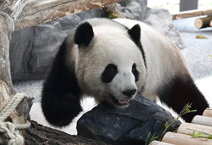 Panda-Dame Meng Meng