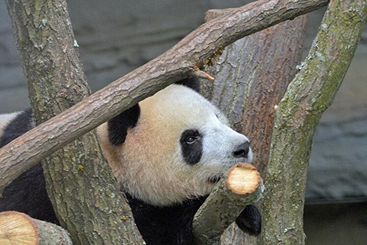 Panda-Dame Meng Meng