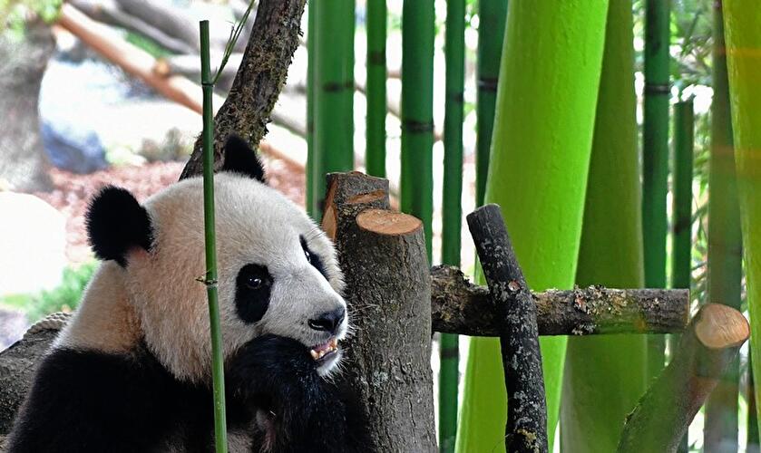 Panda-Dame Meng Meng