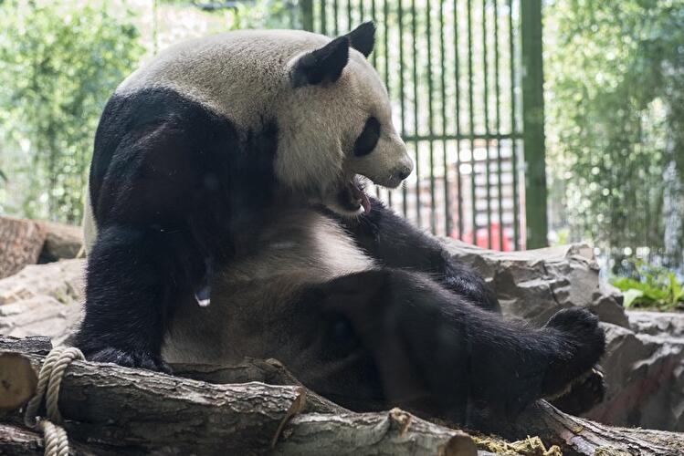 Panda birthday at the Zoo