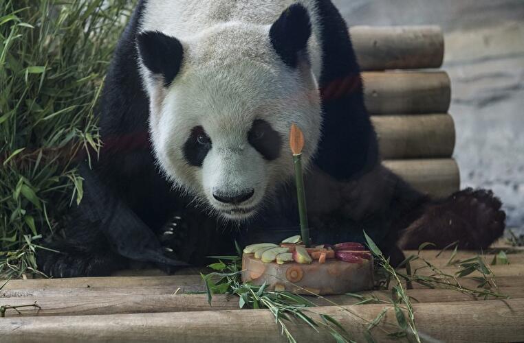Panda birthday at the Zoo