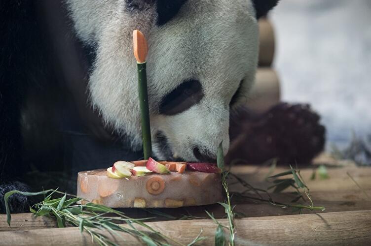 Panda birthday at the Zoo