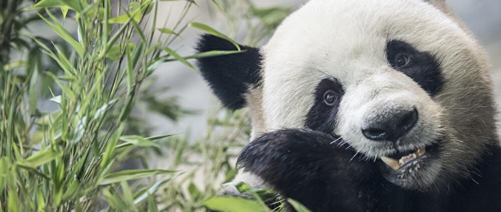 Giant panda birthday in Berlin
