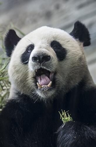 Panda-Geburtstag im Zoo