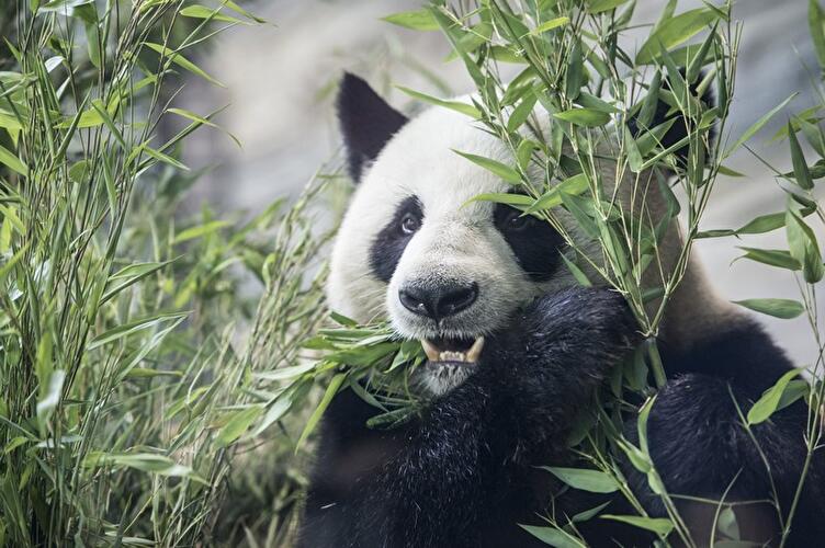 Panda birthday at the Zoo