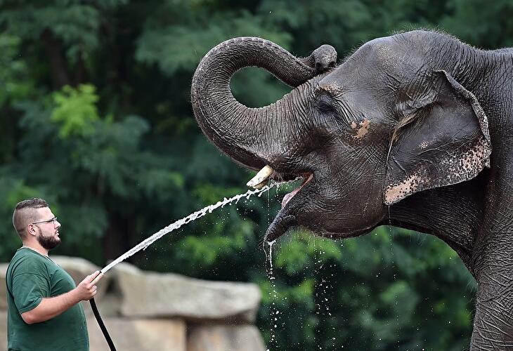 Tierpfleger Robert mit Elefant "Kewa"