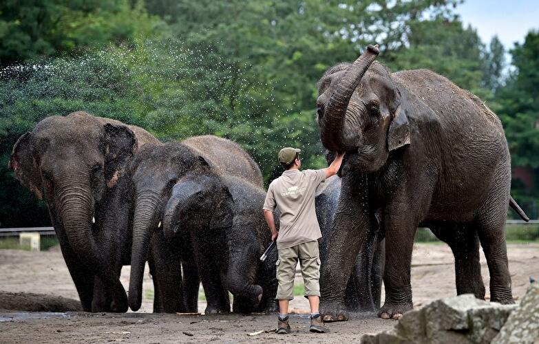 Tierpfleger Paul mit Asiatischen Elefanten