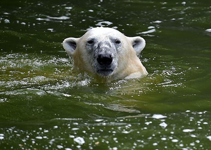 Eisbär Wolodja