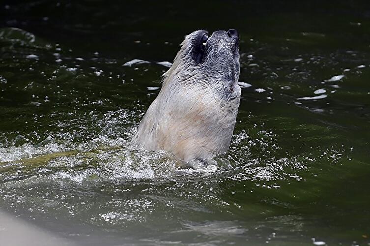 Eisbär Wolodja