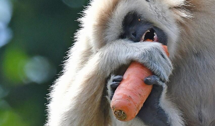 Weißhandgibbon