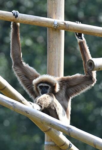 Weißhandgibbon
