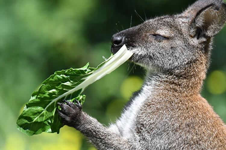 Känguru