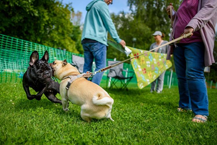 8. Internationales Mopstreffen