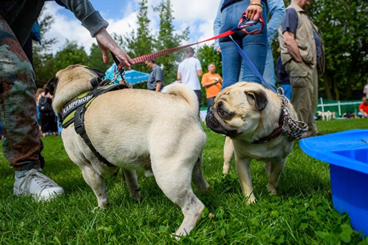 8. Internationales Mopstreffen
