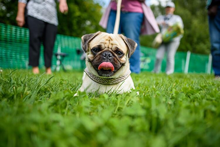 8. Internationales Mopstreffen