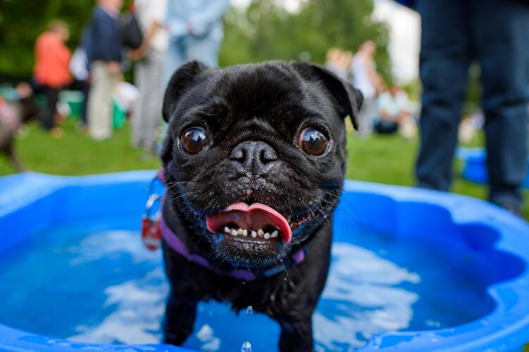 8. Internationales Mopstreffen