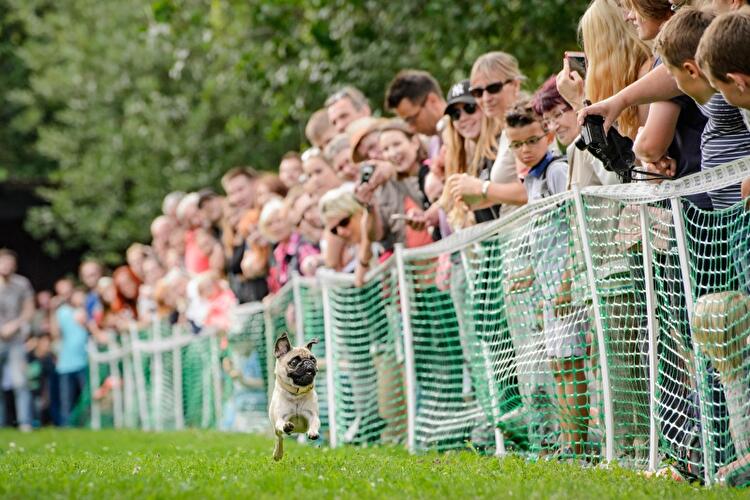 8. Internationales Mopstreffen