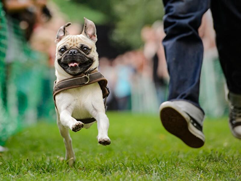 8. Internationales Mopstreffen