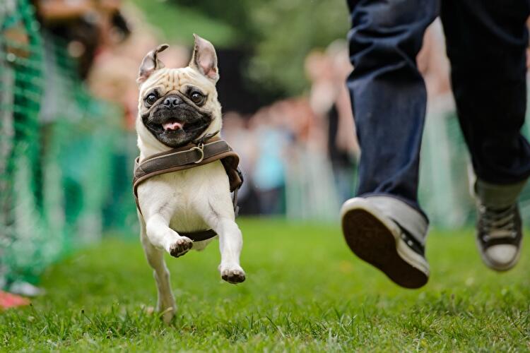 8. Internationales Mopstreffen