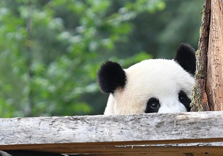 Panda-Dame Meng Meng entspannt