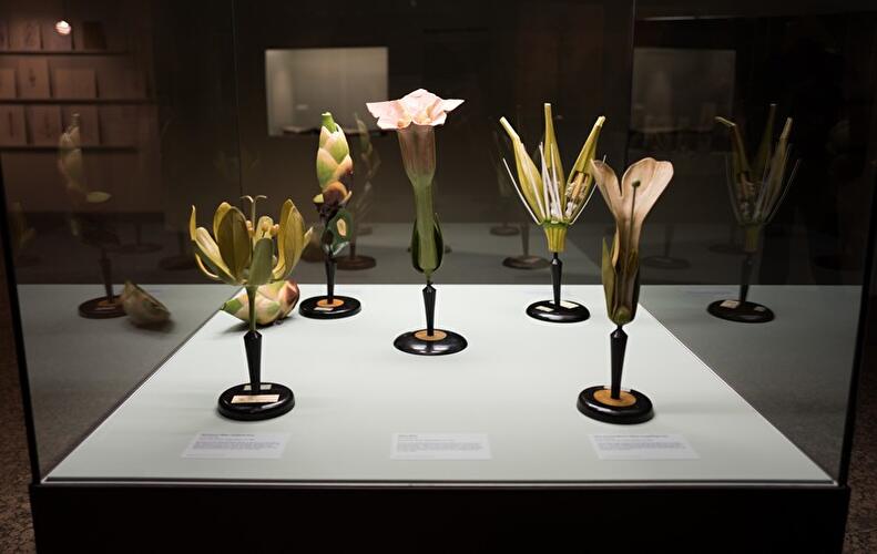 Form Follows Flower