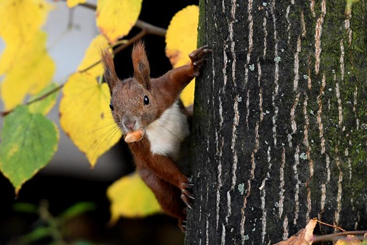 Herbst in Berlin 2017