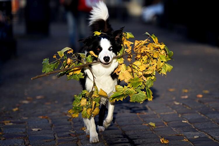 Herbst in Berlin 2017