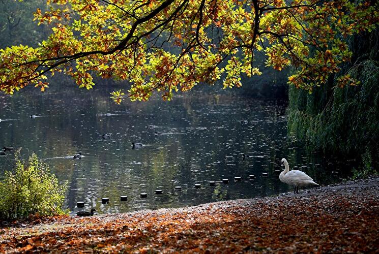 Neuer See - Herbst in Berlin