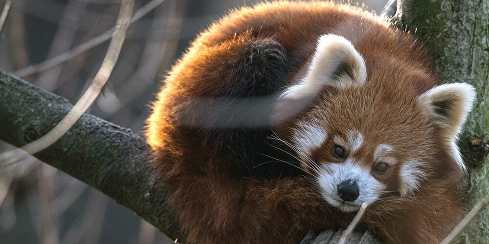 Winter im Tierpark