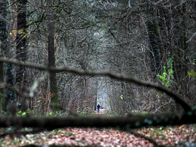 Mann geht in Wald spazieren