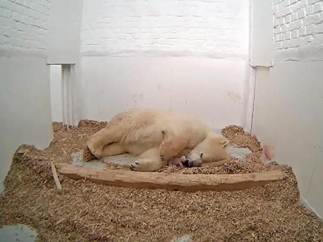 Eisbärin Tonja mit ihrem Baby