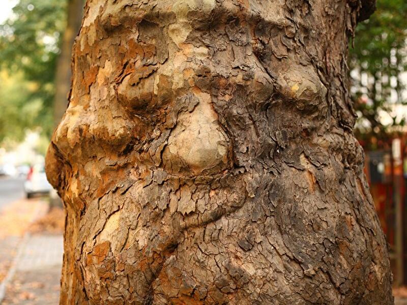 Siehst Du das Gesicht?