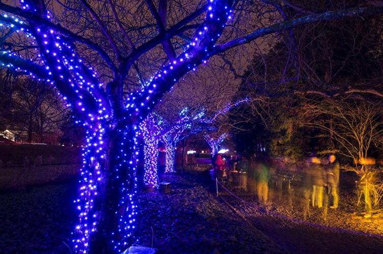 Christmas Garden 2017