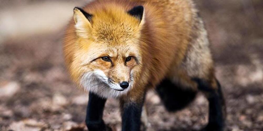 Ein Rotfuchs
