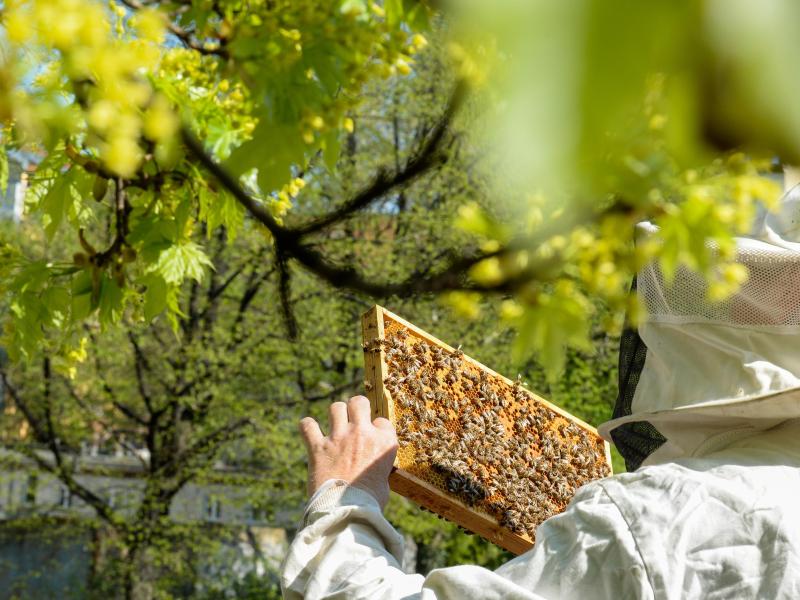 Bienen in Berlin