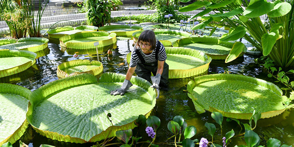 Wiedereröffnung vom Victoriahaus im Botanischen Garten