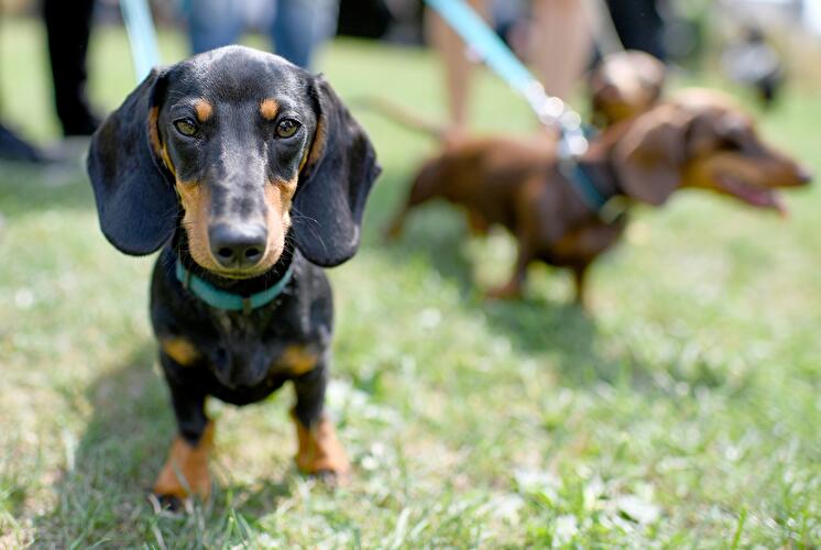 Berliner Dackeltreffen