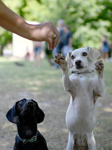 Berliner Dackeltreffen