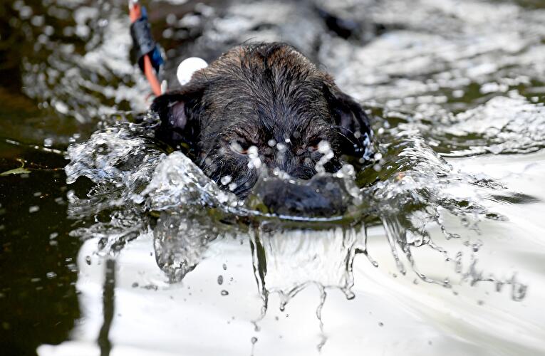 Berliner Dackeltreffen