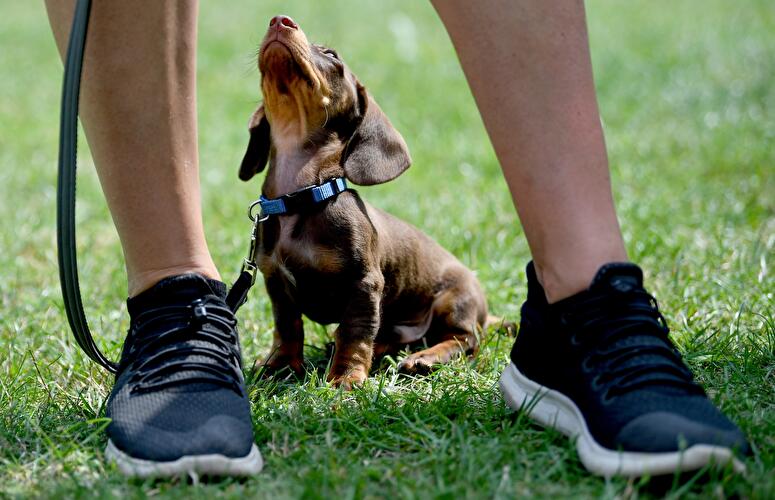 Berliner Dackeltreffen
