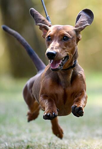 Berliner Dackeltreffen