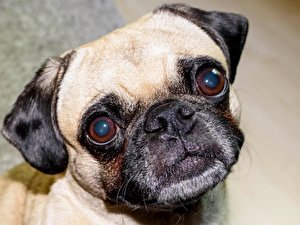 Der schnellste Mops Berlins