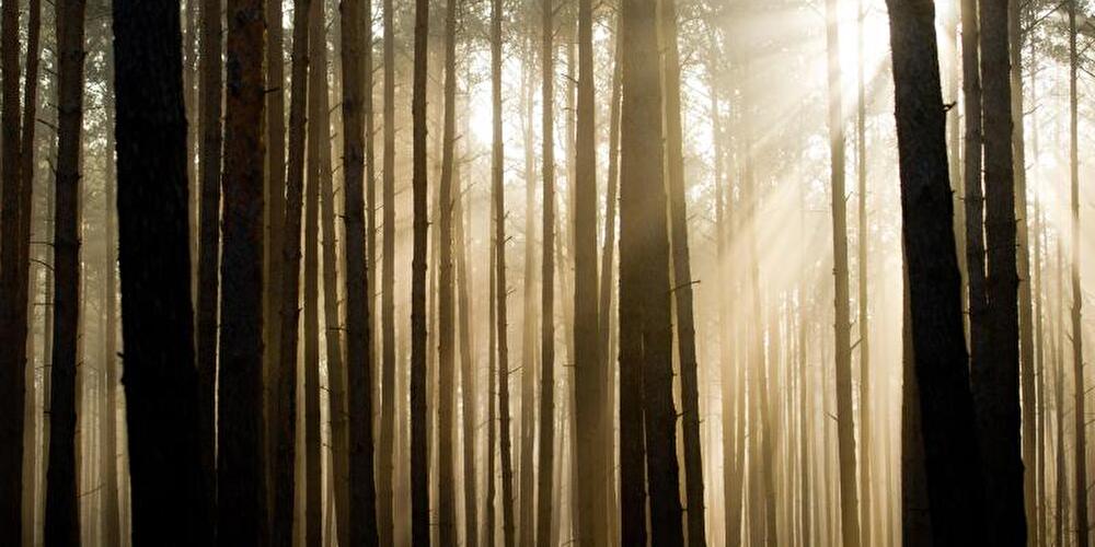 Wald