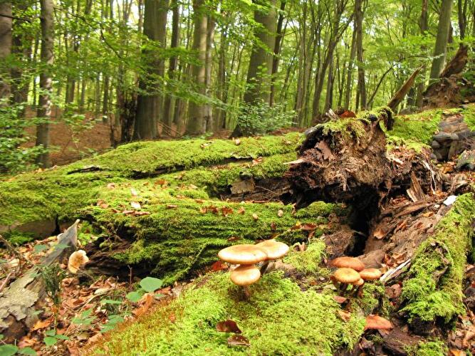 Unberührte Natur