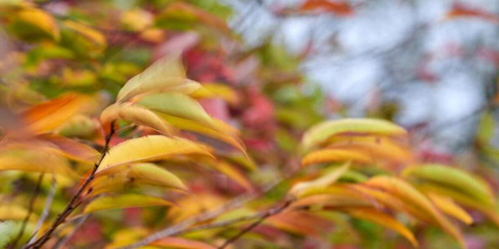 Herbstlich gefärbte Blätter
