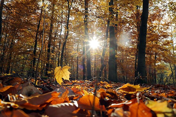 Herbst in Berlin