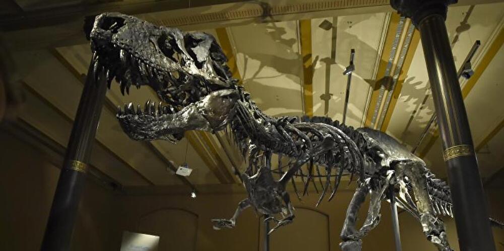 Tyrannosaurus Rex im Naturkundemuseum